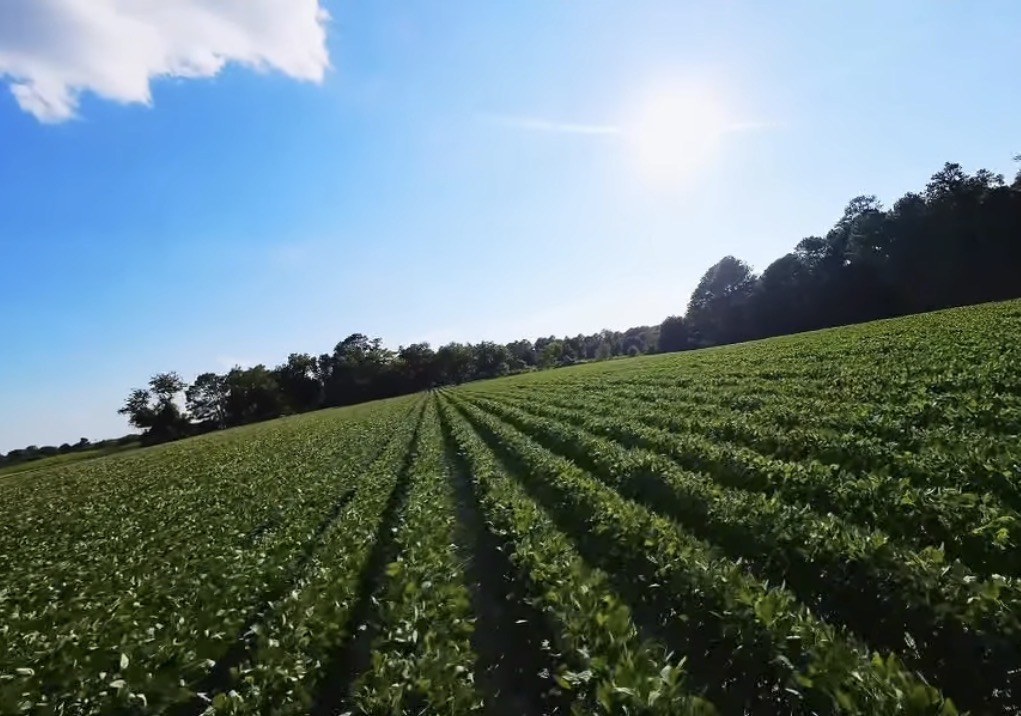 Low aerial view over a green crop field